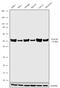C-X3-C Motif Chemokine Receptor 1 antibody, 711353, Invitrogen Antibodies, Western Blot image 