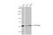 Chaperonin Containing TCP1 Subunit 4 antibody, GTX119638, GeneTex, Western Blot image 