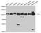 DNA Topoisomerase I antibody, STJ110052, St John