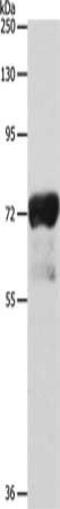 Interleukin 23 Receptor antibody, CSB-PA273292, Cusabio, Western Blot image 