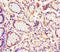 Eukaryotic Translation Initiation Factor 6 antibody, LS-C396318, Lifespan Biosciences, Immunohistochemistry paraffin image 