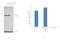 NUMB Endocytic Adaptor Protein antibody, MA5-14897, Invitrogen Antibodies, Western Blot image 