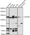 ATP/GTP Binding Protein 1 antibody, LS-C748146, Lifespan Biosciences, Western Blot image 