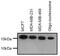 Di-Methyl-Histone H3 antibody, 710796, Invitrogen Antibodies, Western Blot image 