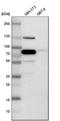 Caldesmon 1 antibody, HPA008066, Atlas Antibodies, Western Blot image 