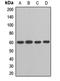 Zinc finger protein Helios antibody, LS-C668762, Lifespan Biosciences, Western Blot image 
