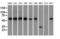 Glucose-6-Phosphate Isomerase antibody, LS-C115205, Lifespan Biosciences, Western Blot image 