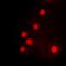 Homeobox C6 antibody, orb256607, Biorbyt, Immunofluorescence image 