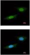 Nemo Like Kinase antibody, ab97642, Abcam, Immunocytochemistry image 