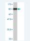 EH Domain Containing 4 antibody, H00030844-M02, Novus Biologicals, Western Blot image 