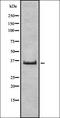 Taste 2 Receptor Member 41 antibody, orb336485, Biorbyt, Western Blot image 