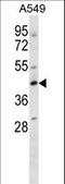 WD Repeat Domain 45 antibody, LS-C157366, Lifespan Biosciences, Western Blot image 