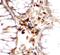 Roundabout Guidance Receptor 4 antibody, FNab10791, FineTest, Immunohistochemistry frozen image 