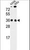 Serine And Arginine Rich Splicing Factor 1 antibody, LS-C169020, Lifespan Biosciences, Western Blot image 