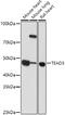 TEA Domain Transcription Factor 3 antibody, GTX32917, GeneTex, Western Blot image 