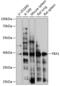 Coagulation Factor VIII Associated 3 antibody, 15-738, ProSci, Western Blot image 