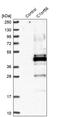 Chromosome 1 Open Reading Frame 56 antibody, PA5-57949, Invitrogen Antibodies, Western Blot image 
