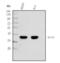 Wnt Family Member 7B antibody, A05086-2, Boster Biological Technology, Western Blot image 