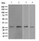 Heat Shock Protein Family B (Small) Member 1 antibody, ab109376, Abcam, Western Blot image 