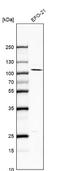 Nuclear Factor, Erythroid 2 Like 1 antibody, NBP2-55915, Novus Biologicals, Western Blot image 