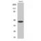 Ubiquitin Like Modifier Activating Enzyme 5 antibody, LS-C386553, Lifespan Biosciences, Western Blot image 