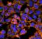 Malondialdehyde antibody, NBP2-59367, Novus Biologicals, Immunocytochemistry image 