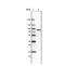 Ezrin antibody, NBP2-36761, Novus Biologicals, Western Blot image 