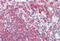 Latexin antibody, MBS242560, MyBioSource, Immunohistochemistry frozen image 