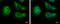 Eukaryotic Translation Initiation Factor 4 Gamma 3 antibody, PA5-31101, Invitrogen Antibodies, Immunofluorescence image 