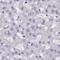 Calcium Binding Protein, Spermatid Associated 1 antibody, NBP1-91743, Novus Biologicals, Immunohistochemistry paraffin image 