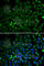 Parkin RBR E3 Ubiquitin Protein Ligase antibody, A0968, ABclonal Technology, Immunofluorescence image 