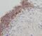 DExH-Box Helicase 58 antibody, FNab04763, FineTest, Immunohistochemistry paraffin image 
