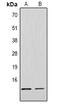 Histone Cluster 4 H4 antibody, abx134221, Abbexa, Western Blot image 