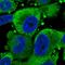 Trafficking Protein Particle Complex 6B antibody, HPA047928, Atlas Antibodies, Immunofluorescence image 