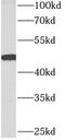 Actin Related Protein 3B antibody, FNab00127, FineTest, Western Blot image 