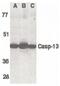 Caspase-13 antibody, PA5-19949, Invitrogen Antibodies, Western Blot image 