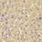 Peroxisomal Biogenesis Factor 5 antibody, orb178624, Biorbyt, Immunohistochemistry paraffin image 