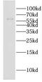 EH Domain Containing 2 antibody, FNab02675, FineTest, Western Blot image 