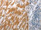 RNA Binding Motif Single Stranded Interacting Protein 3 antibody, CSB-PA579163, Cusabio, Immunohistochemistry frozen image 