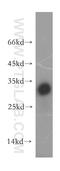T Cell Receptor Associated Transmembrane Adaptor 1 antibody, 13279-1-AP, Proteintech Group, Western Blot image 