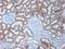 Cadherin 6 antibody, NBP1-97689, Novus Biologicals, Immunohistochemistry paraffin image 