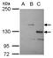 Serine/Threonine Kinase 31 antibody, NBP2-19305, Novus Biologicals, Western Blot image 