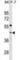 Phosphate Cytidylyltransferase 1, Choline, Alpha antibody, abx031174, Abbexa, Western Blot image 