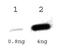Tetracycline repressor protein class A from transposon 1721 antibody, PA1-46294, Invitrogen Antibodies, Western Blot image 