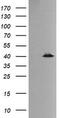 Mitogen-Activated Protein Kinase 13 antibody, TA505878, Origene, Western Blot image 