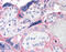 Corticotropin Releasing Hormone antibody, 51-101, ProSci, Immunohistochemistry frozen image 