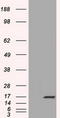 Tetratricopeptide Repeat Domain 32 antibody, LS-C115333, Lifespan Biosciences, Western Blot image 