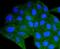 Dynein Light Chain LC8-Type 1 antibody, NBP2-67796, Novus Biologicals, Immunofluorescence image 