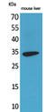 Fibrinogen Like 1 antibody, A05044-1, Boster Biological Technology, Western Blot image 