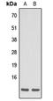 Apelin antibody, LS-B13663, Lifespan Biosciences, Western Blot image 